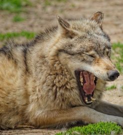 howl of the wild pdf